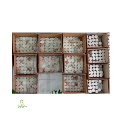مهر سنگ مرمر